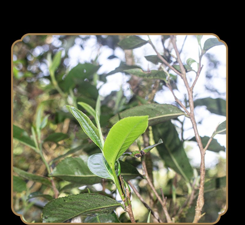 普洱茶大货批发古树普洱茶贴牌加工接直播电商一件代发
