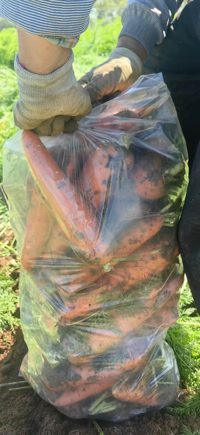 胡萝卜，三红胡萝卜，批发胡萝卜，萝卜，对接商超批发市场
