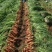胡萝卜，三红胡萝卜，批发胡萝卜，萝卜，对接商超批发市场