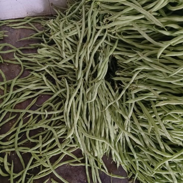 无茎豆