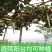 陕西杨凌徐香猕猴桃