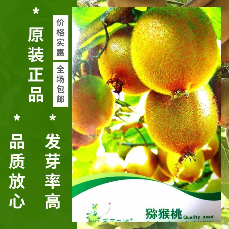 陕西杨凌徐香猕猴桃