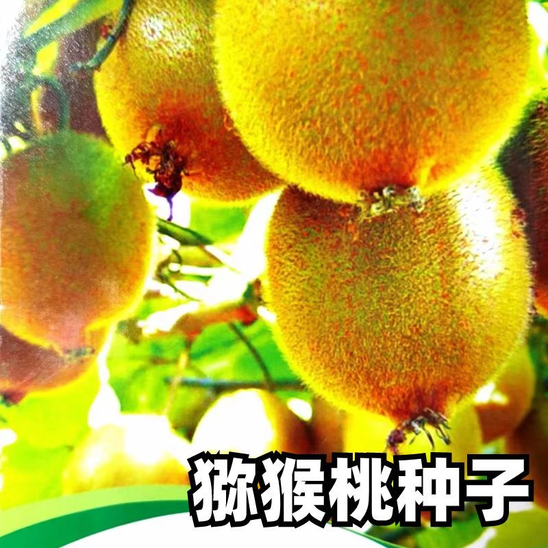 陕西杨凌徐香猕猴桃
