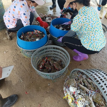 山东青岛梭子蟹，母蟹新鲜上市，大量现货供应，对接全国客商