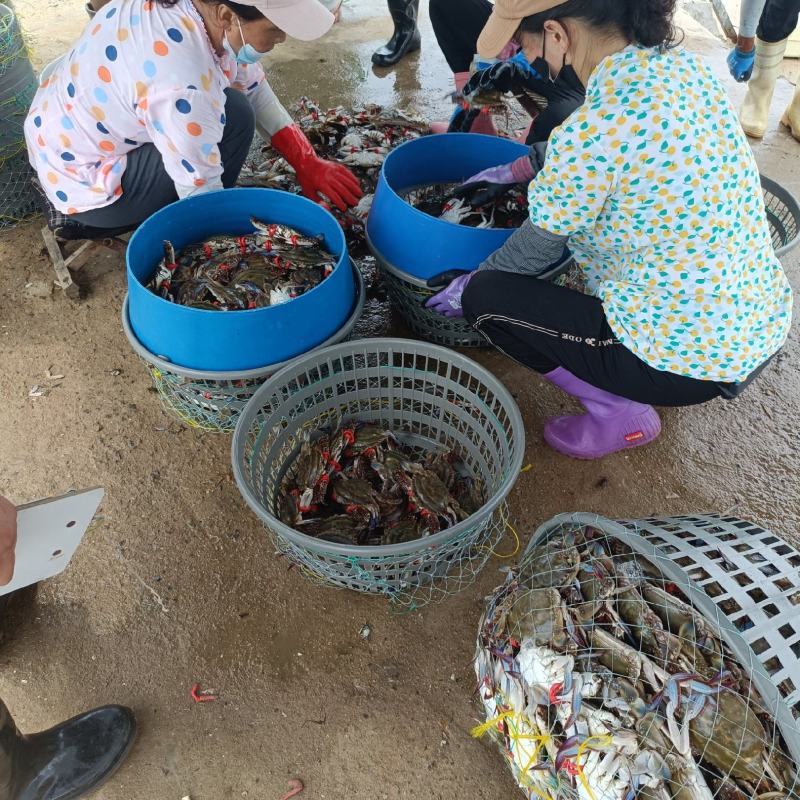 山东青岛梭子蟹，母蟹新鲜上市，大量现货供应，对接全国客商