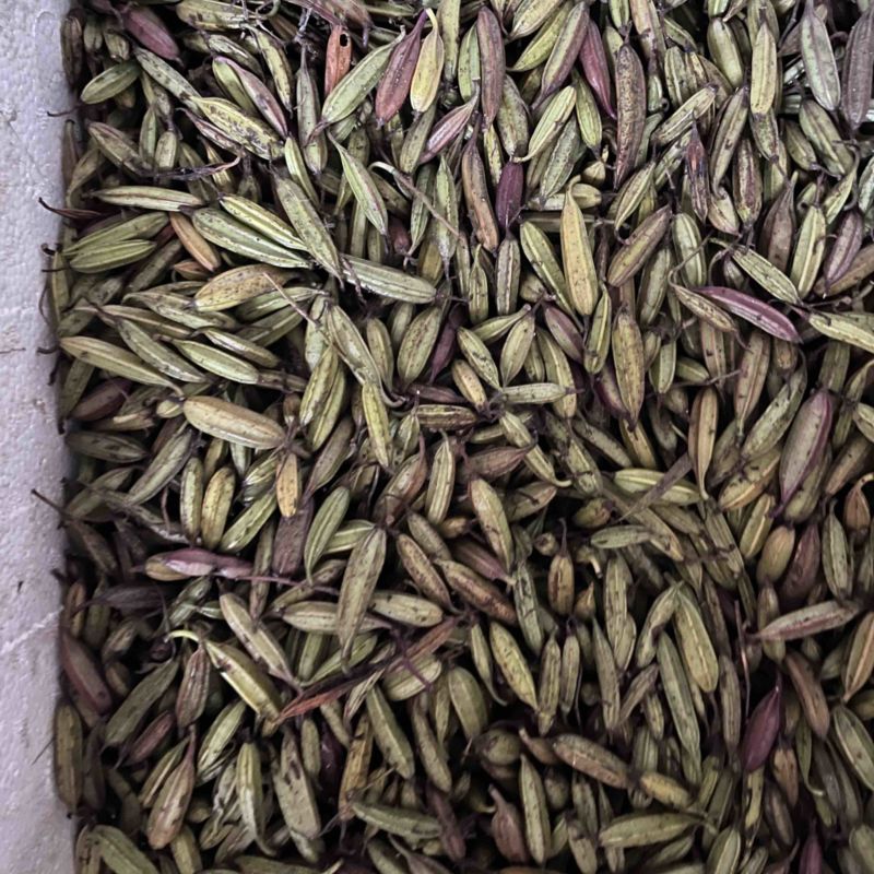 紫花三叉白芨种子需要的可以联系