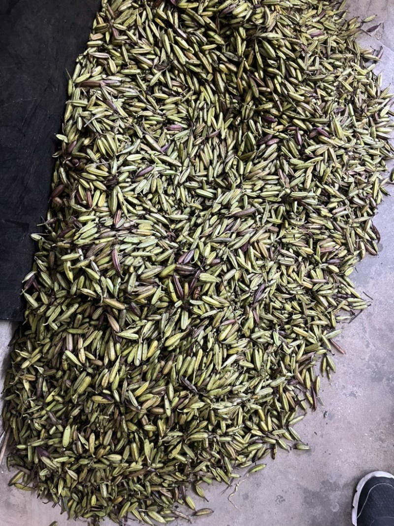 紫花三叉白芨种子需要的可以联系