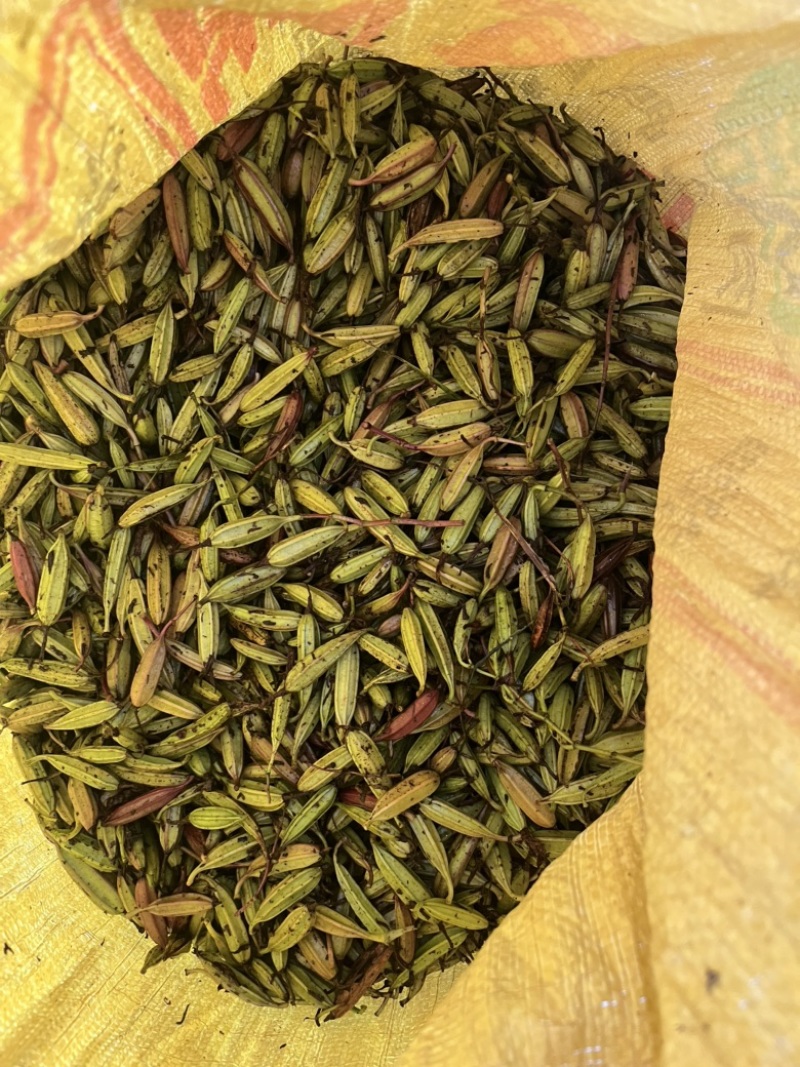 紫花三叉白芨种子需要的可以联系