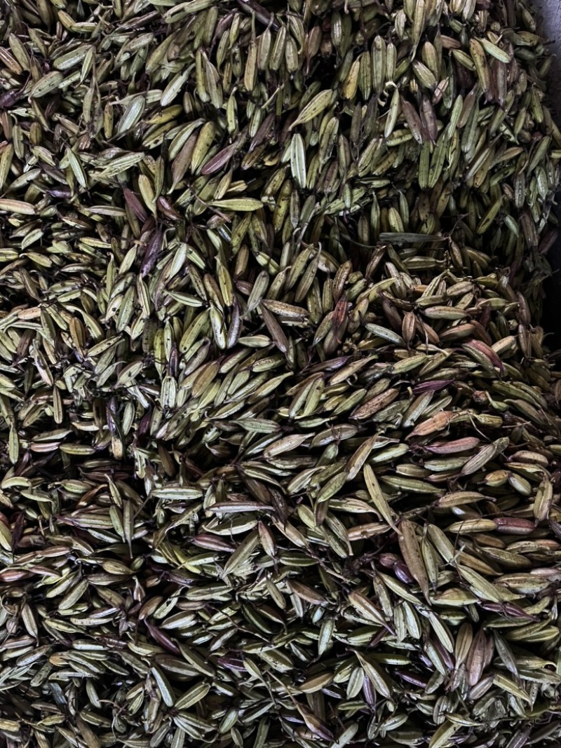 紫花三叉白芨种子需要的可以联系