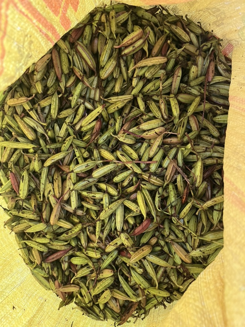 紫花三叉白芨种子需要的可以联系