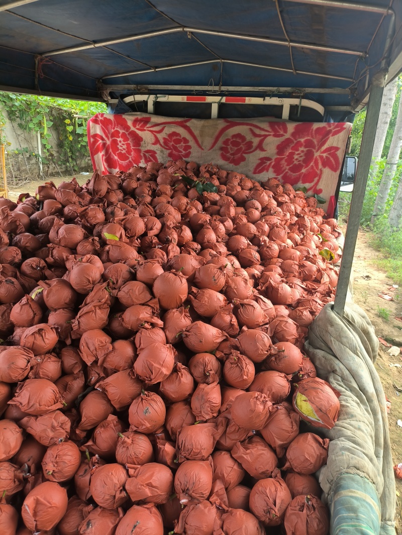 自家果园套袋皇冠梨