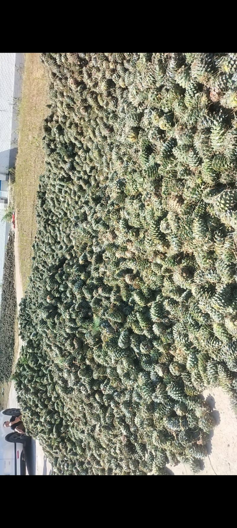 红松塔