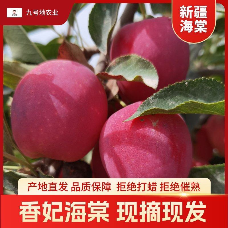 香妃海棠新疆海棠果支持电商平台社区团购支持一件代发