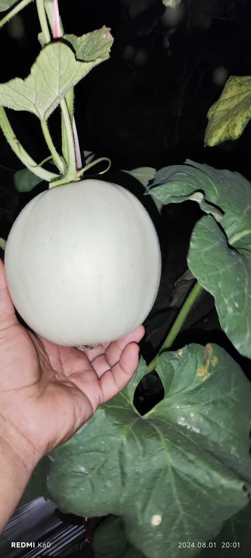 精品玉菇小蜜二五大量上市有需要的联系