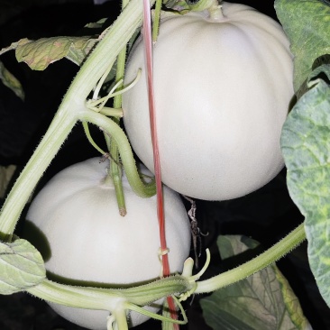精品玉菇小蜜二五大量上市有需要的联系