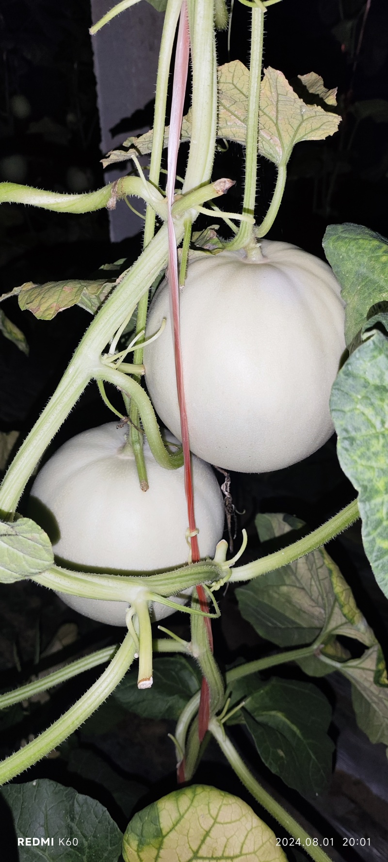 精品玉菇小蜜二五大量上市有需要的联系