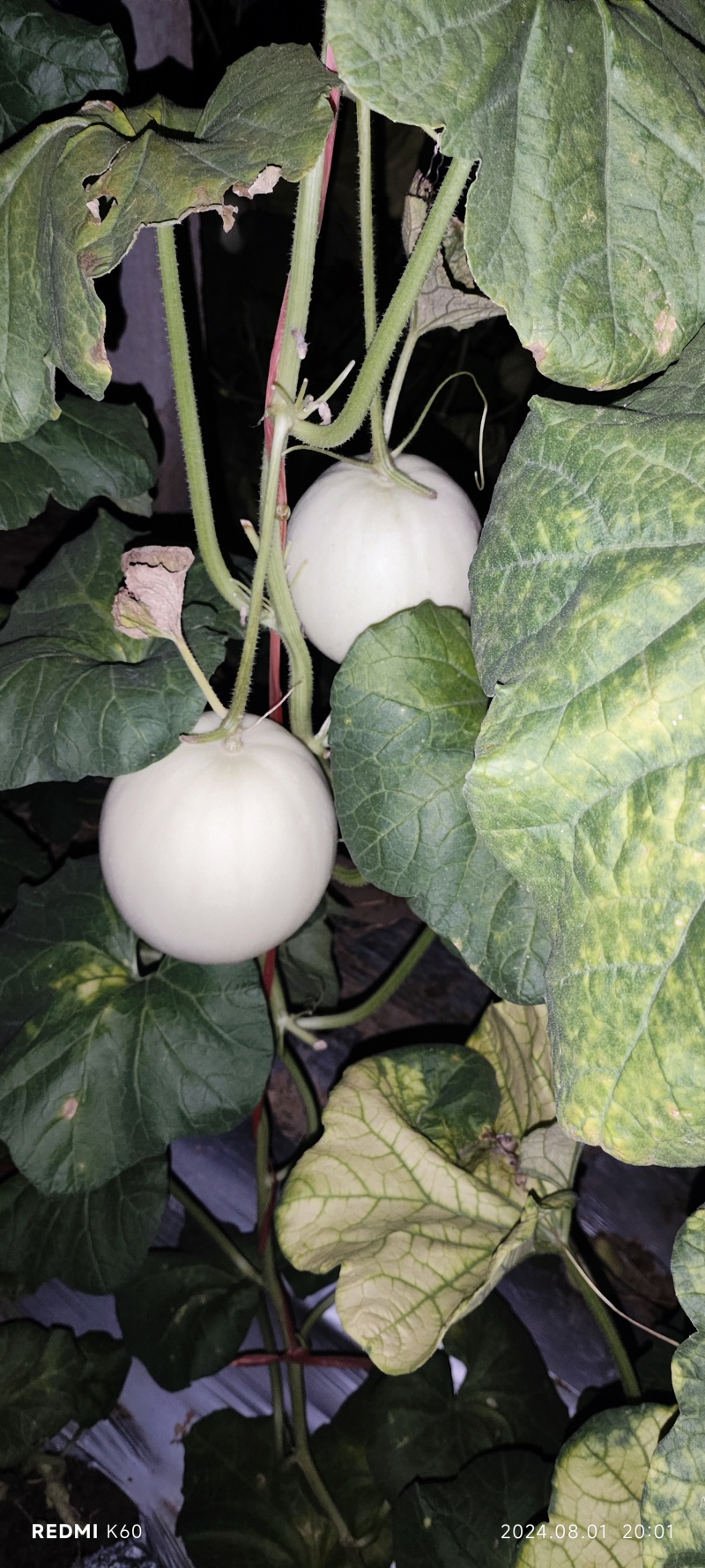 精品玉菇小蜜二五大量上市有需要的联系
