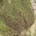 百花蛇舌草