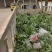 四川宜宾油樟容器苗袋苗实生苗直生苗樟油苗