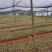 四川宜宾油樟容器苗袋苗实生苗直生苗樟油苗