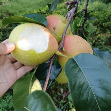 昭通精品小黄梨基地直销需要的老板联系了