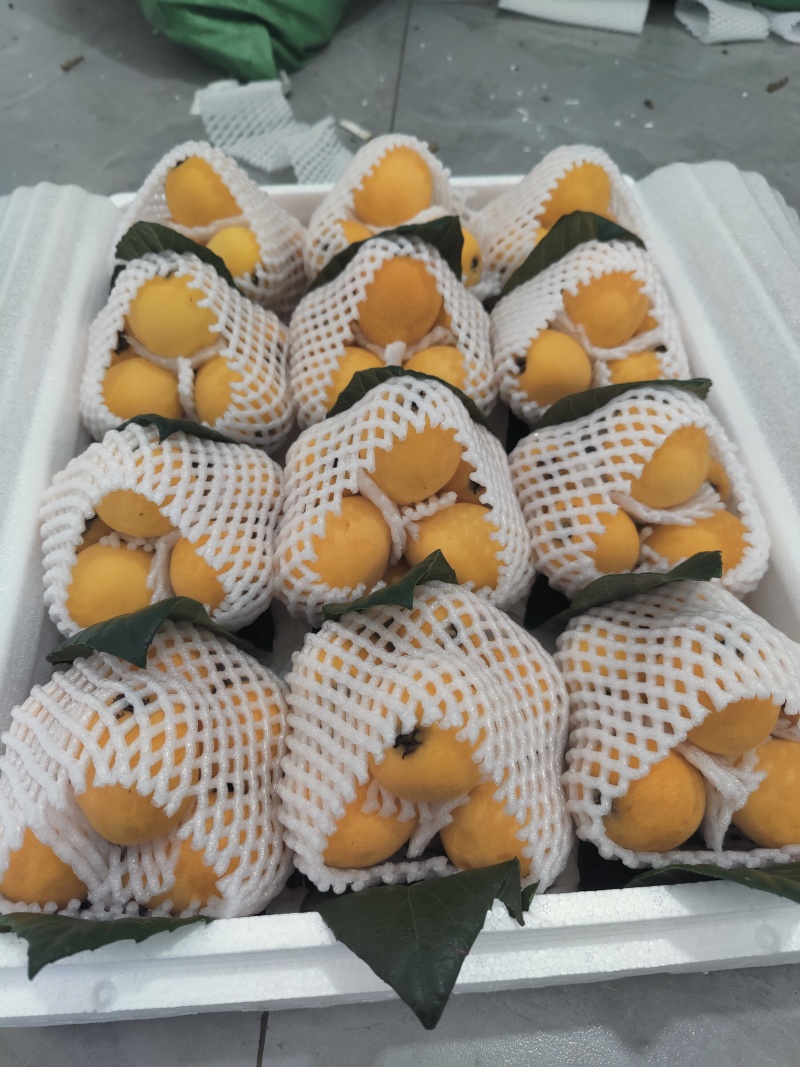 五星大枇杷
