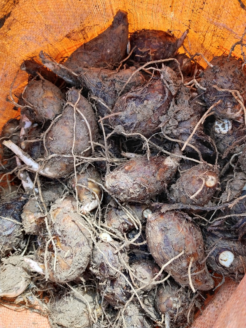 精品红芽芋原产地发货