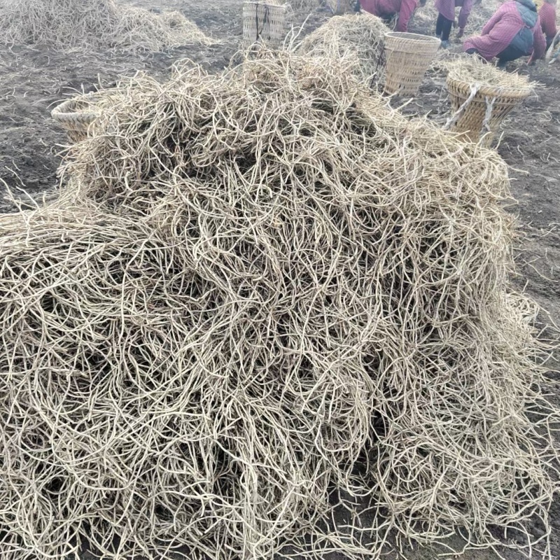 《鱼腥草根》折耳根节节根新鲜现挖货源充足全年供应