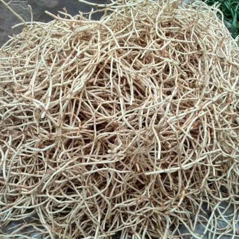折耳根节节根鱼腥草新鲜现挖货源充足可全国发货