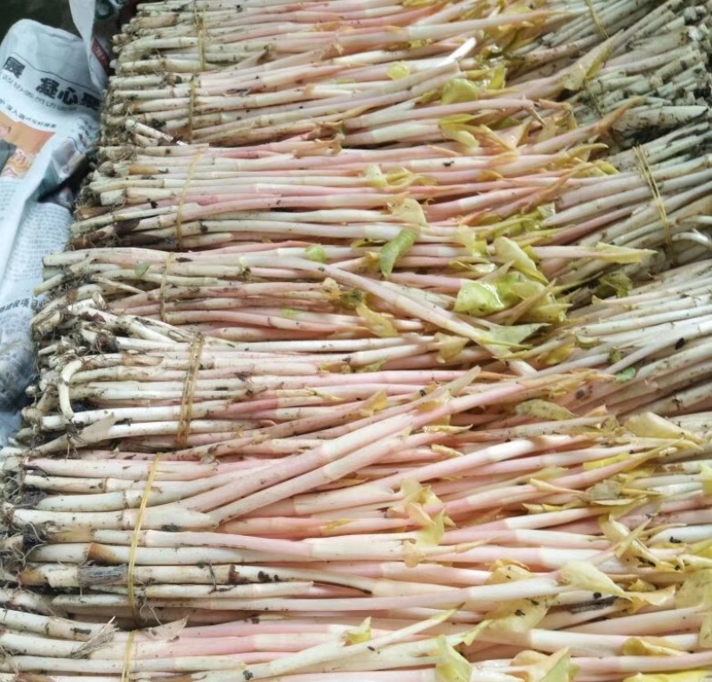 折耳根节节根鱼腥草新鲜现挖货源充足可全国发货
