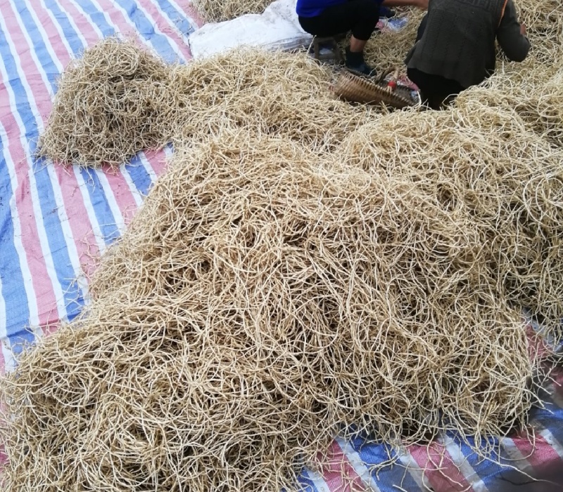 折耳根节节根鱼腥草新鲜现挖货源充足可全国发货