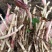 折耳根节节根鱼腥草新鲜现挖货源充足可全国发货