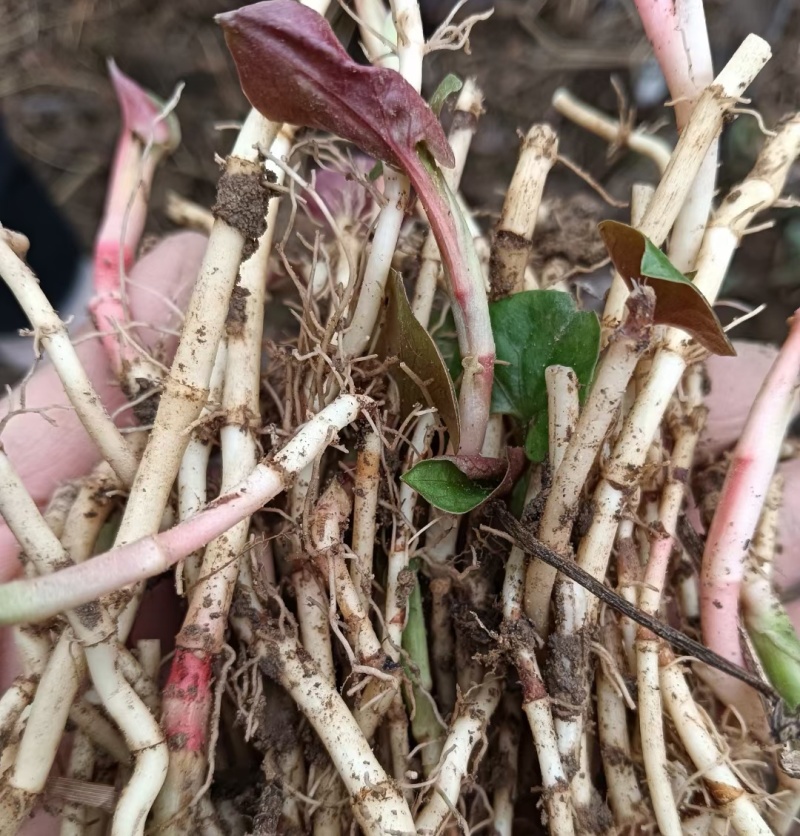 折耳根节节根鱼腥草新鲜现挖货源充足可全国发货