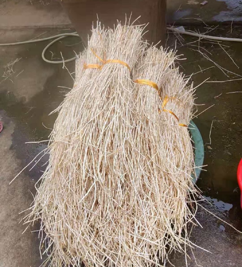 折耳根节节根鱼腥草新鲜现挖货源充足可全国发货