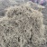 折耳根节节根鱼腥草新鲜现挖货源充足可全国发货