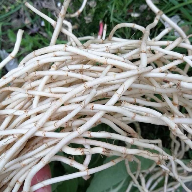 折耳根节节根鱼腥草新鲜现挖货源充足可全国发货