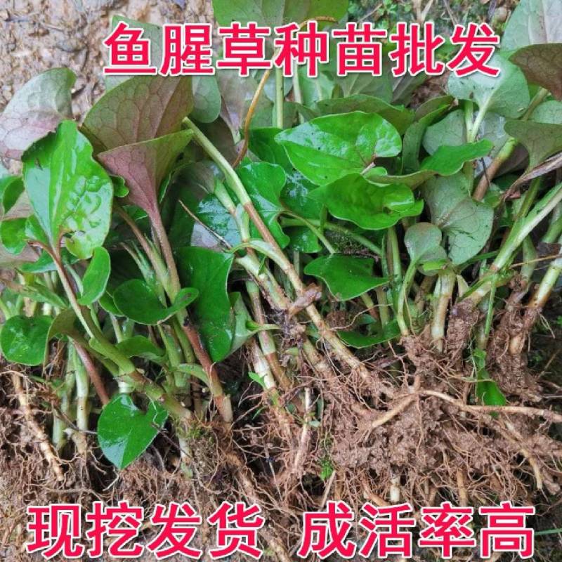 鱼腥草苗折耳根苗红根折耳根种苗四季可种植带土发货