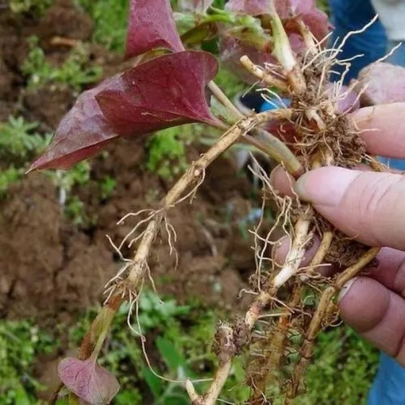鱼腥草苗折耳根苗红根折耳根种苗四季可种植带土发货