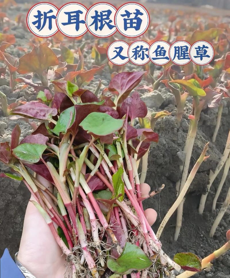 鱼腥草苗折耳根苗红根折耳根种苗四季可种植带土发货