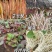 鱼腥草苗折耳根苗红根折耳根种苗四季可种植带土发货