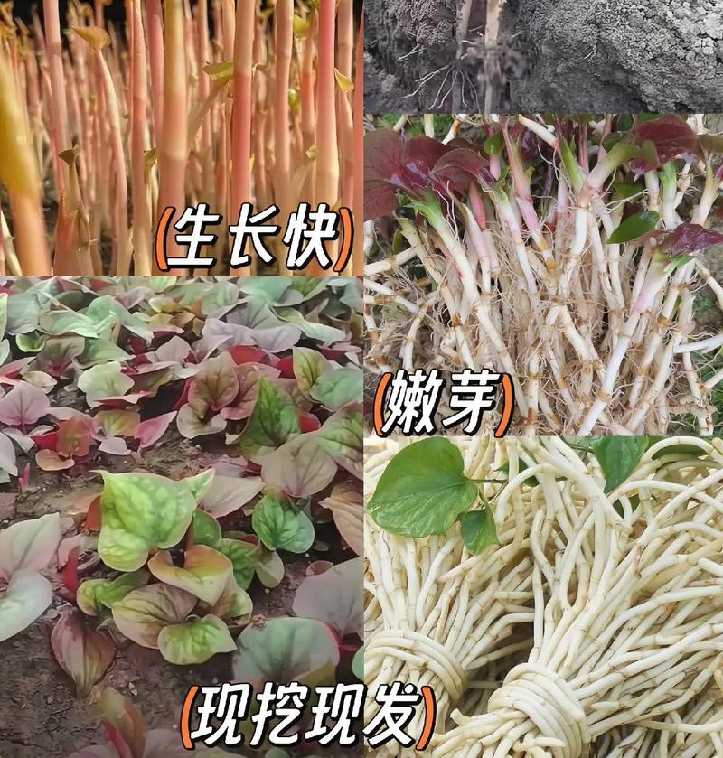 鱼腥草苗折耳根苗红根折耳根种苗四季可种植带土发货