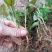 鱼腥草苗折耳根苗红根折耳根种苗四季可种植带土发货