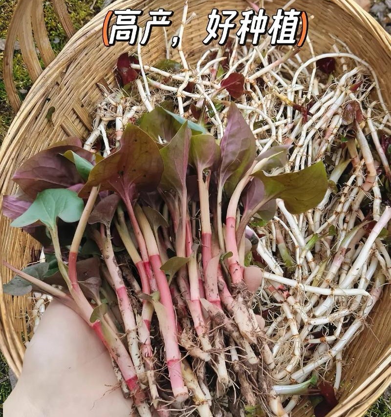 鱼腥草苗折耳根苗红根折耳根种苗四季可种植带土发货