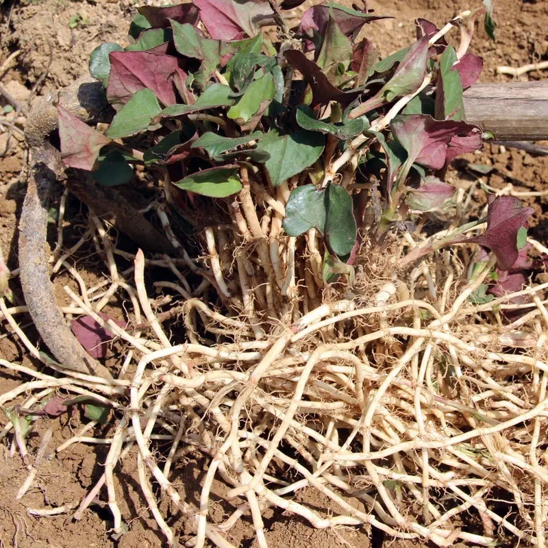 鱼腥草苗折耳根苗红根折耳根种苗四季可种植带土发货