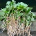 鱼腥草苗折耳根苗红根折耳根种苗四季可种植带土发货