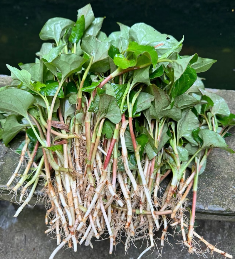鱼腥草苗折耳根苗红根折耳根种苗四季可种植带土发货
