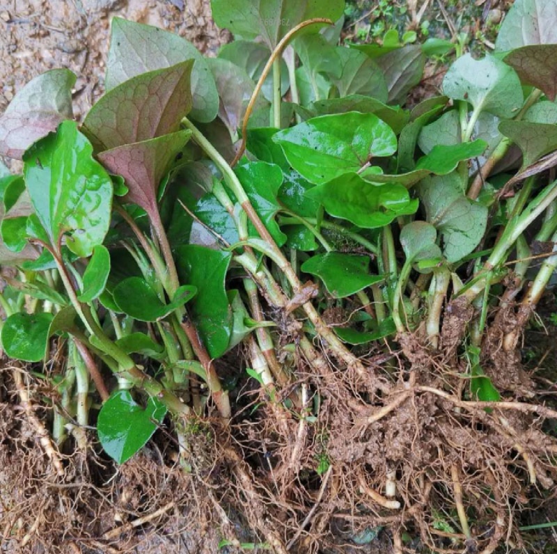 鱼腥草苗折耳根苗红根折耳根种苗四季可种植带土发货