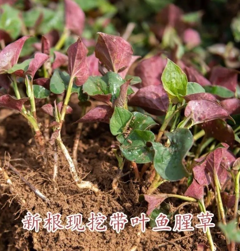 鱼腥草苗折耳根苗红根折耳根种苗四季可种植带土发货