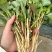鱼腥草苗折耳根苗红根折耳根种苗四季可种植带土发货