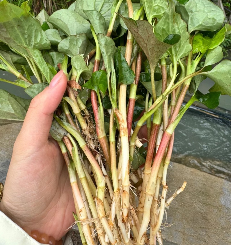 鱼腥草苗折耳根苗红根折耳根种苗四季可种植带土发货